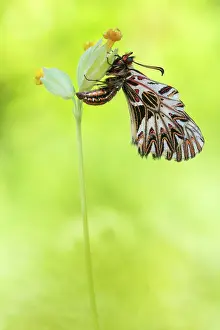 Gender: Southern Festoon