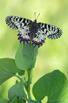 Gender: Southern Festoon