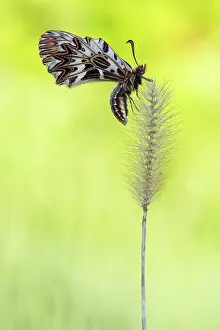 Gender: Southern Festoon