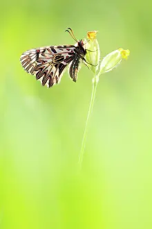 Gender: Southern Festoon
