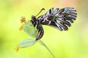 Gender: Southern Festoon
