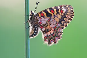 Alpujarras: Southern Festoon