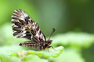Polyxena: Southern Festoon Butterfly