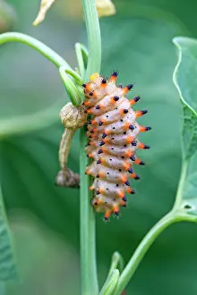 Polyxena: Southern Festoon Butterfly caterpillar - Bulgaria