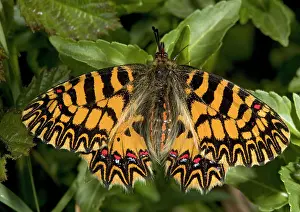 Polyxena: Southern festoon butterfly, in its darker orange