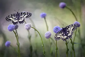 Antennata: Southern Festoon (Zerynthia polyxena) on flowers