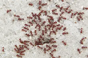 Solenopsis: Southern Fire Ants - at nest hole