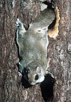 Descending: SOUTHERN FLYING SQUIRREL - descending tree