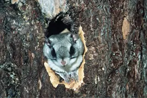 Cavity: SOUTHERN FLYING SQUIRREL - Nesting, in tree cavity
