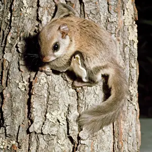 Volans: SOUTHERN FLYING SQUIRREL - on tree