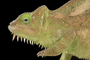 Cameroon: Southern four-horned chameleon (Trioceros quadricornis