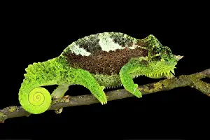 Spiral: Southern four-horned chameleon (Trioceros quadricornis