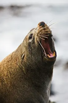 Threaten: Southern Fur Seal