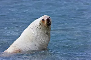 Arctocephalus: Southern Fur Seal (Arctocephalus forsteri)