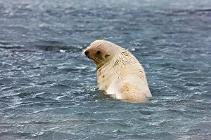 Arctocephalus: Southern Fur Seal (Arctocephalus forsteri)
