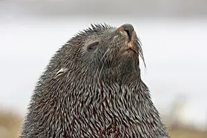 Arctocephalus: Southern Fur Seal (Arctocephalus forsteri)