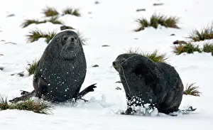 Arctocephalus: Southern Fur Seal (Arctocephalus forsteri)