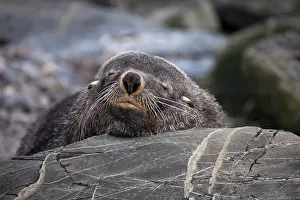 Georgia: Southern Fur Seal (Arctocephalus forsteri)