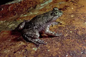 Platypus: Southern gastric brooding (Platypus) frog - IUCN