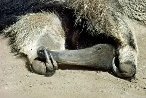 Anteaters: Southern Giant Anteater