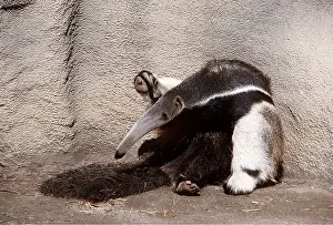 Nose: Southern Giant Anteater