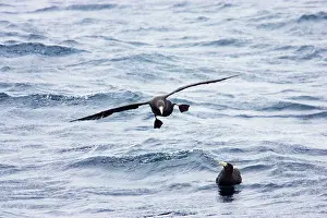 Macronectes: Southern Giant Petrel - 1st stage juvenile coming