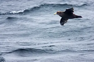 Macronectes: Southern Giant Petrel - 1st stage juvenile in flight