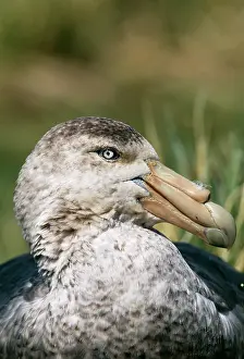 Macronectes: Southern Giant Petrel