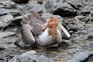 Macronectes: Southern Giant-Petrel
