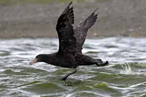 Macronectes: Southern Giant-Petrel