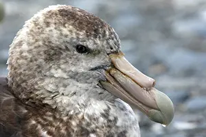 Macronectes: Southern Giant-Petrel