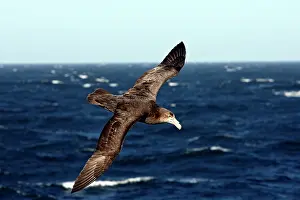 Macronectes: Southern Giant-Petrel