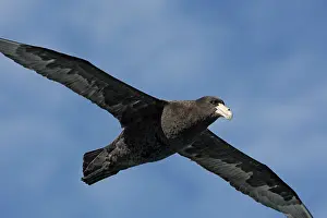 Macronectes: Southern Giant-Petrel