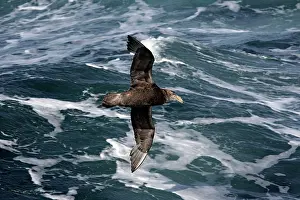Macronectes: Southern Giant-Petrel