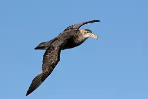 Macronectes: Southern Giant-Petrel