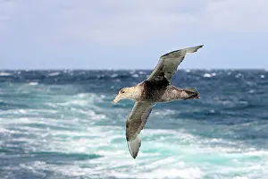 Macronectes: Southern Giant-Petrel