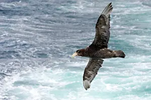 Macronectes: Southern Giant-Petrel