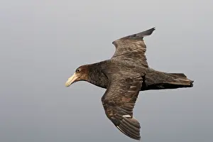 Macronectes: Southern Giant-Petrel