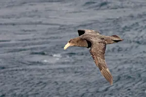 Macronectes: Southern Giant-Petrel