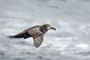 Macronectes: Southern Giant-Petrel