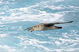 Macronectes: Southern Giant-Petrel