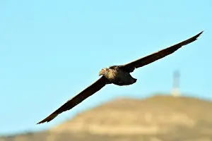 Macronectes: Southern Giant Petrel