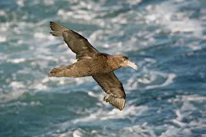 Macronectes: Southern Giant Petrel