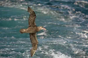 Macronectes: Southern Giant Petrel