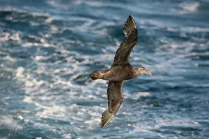 Macronectes: Southern Giant Petrel