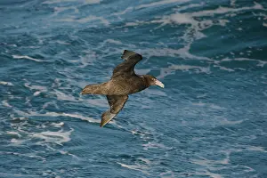 Macronectes: Southern Giant Petrel