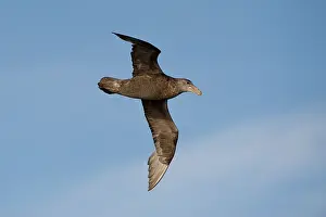 Macronectes: Southern Giant Petrel