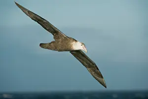 Macronectes: Southern Giant Petrel