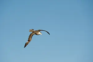 Macronectes: Southern Giant Petrel