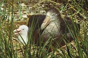 Macronectes: Southern Giant Petrel